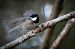 Cincia mora (Periparus ater) © Pier Podavini