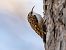 Rampichino alpestre (Certhia familiaris) © Pier Podavini