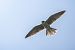 Falco cuculo (Falco vespertinus) © Pier Podavini