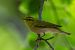 Luì verde (Phylloscopus sibilatrix) © Pier Podavini