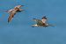 Chiurlo piccolo (Numenius phaeopus) © Pier Podavini