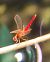 Crocothemis erythraea © Silvan Villiger
