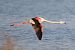 Fenicottero (Phoenicopterus roseus) © Maurizio Parenti