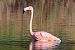 Fenicottero americano (Phoenicopterus ruber) © Maurizio Parenti