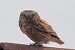 Civetta (Athene noctua) © Maurizio Parenti