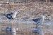 Combattente (Calidris pugnax) © Maurizio Parenti