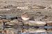 Corriere grosso (Charadrius hiaticula) © Maurizio Parenti