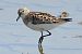 Gambecchio comune (Calidris minuta) © Maurizio Parenti