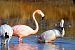 Fenicottero americano (Phoenicopterus ruber) © Maurizio Parenti