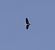 Airone cenerino (Ardea cinerea) © Enzo Guardascione