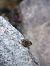 Raganella tirrenica (Hyla sarda) © Antonio Patteri