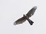 Sparviere (Accipiter nisus) © Massimo Angei