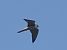Eurasian Hobby (Falco subbuteo) © Massimo Angei