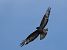Poiana (Buteo buteo) © Massimo Angei
