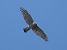 Sparviere (Accipiter nisus) © Massimo Angei