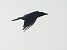 Cornacchia nera (Corvus corone) © Massimo Angei