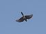 Sparviere (Accipiter nisus) © Massimo Angei