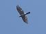 Sparviere (Accipiter nisus) © Massimo Angei