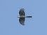 Sparviere (Accipiter nisus) © Massimo Angei