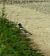 Fringuello (Fringilla coelebs) © Autore sconosciuto