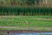 Airone rosso (Ardea purpurea) © Autore sconosciuto