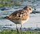 Gambecchio comune (Calidris minuta) © Riccardo Panzeri