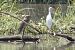 Nitticora (Nycticorax nycticorax) © Benjamin Mollier