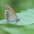 Coenonympha pamphilus © Olga Martinez
