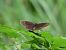 Erebia oeme © Olga Martinez