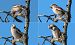 Frosone (Coccothraustes coccothraustes) © Giovanni Fontana