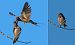 Rondine (Hirundo rustica) © Giovanni Fontana