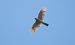 Sparviere (Accipiter nisus) © Giovanni Fontana