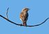 Averla piccola (Lanius collurio) © Giovanni Fontana