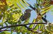 Luì bianco (Phylloscopus bonelli) © Giovanni Fontana