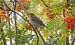 Singdrossel (Turdus philomelos) © Giovanni Fontana