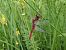Crocothemis erythraea © Fausto Leandri