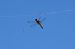 Crocothemis erythraea © Fausto Leandri