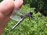 Libellula fulva © Fausto Leandri