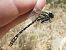 Onychogomphus uncatus  - Fausto Leandri