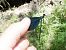 Calopteryx virgo  - Fausto Leandri