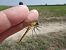 Sympetrum depressiusculum  - Fausto Leandri