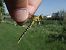 Onychogomphus forcipatus © Fausto Leandri