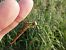 Sympetrum depressiusculum  - Fausto Leandri