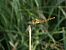 Sympetrum depressiusculum  - Fausto Leandri
