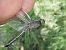 Orthetrum coerulescens © Fausto Leandri
