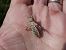 Orthetrum albistylum  - Fausto Leandri