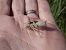 Orthetrum albistylum  - Fausto Leandri