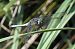 Orthetrum coerulescens © Fausto Leandri