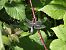 Libellula depressa © Fausto Leandri
