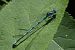 Coenagrion puella © Fausto Leandri